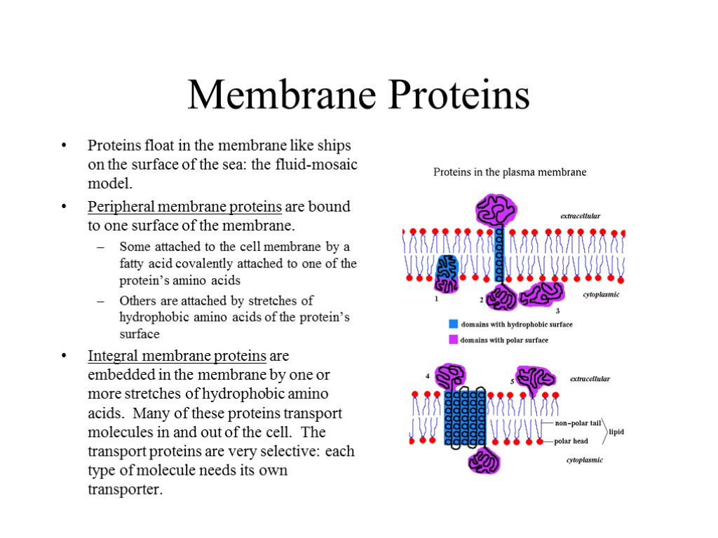 Membrane Proteins Proteins float in the membrane like ships on the surface of the